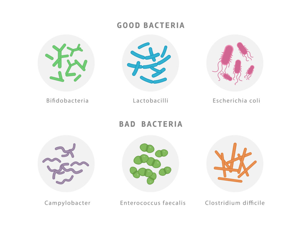 Good Bacteria vs. Bad Bacteria | April Likins